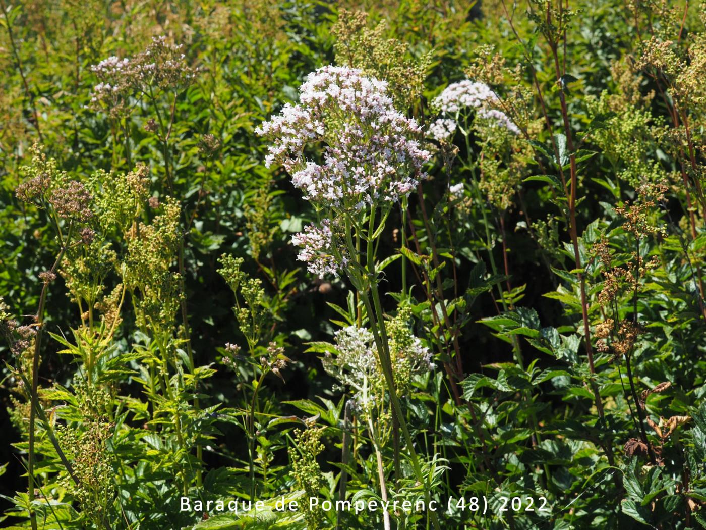 Valerian, (Elder-leaved) plant